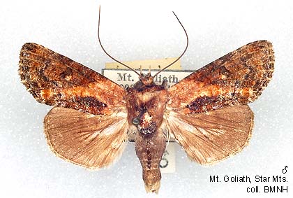 Papua Insects Foundation (Lepidoptera/Euteliidae/Stictopterinae
